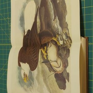 Vintage Bald Eagle Bird Print ~Audubon Print, Illustration, Book Plate Plate 2